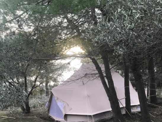 Cream bell tent among pines and olive trees as the sun sets
