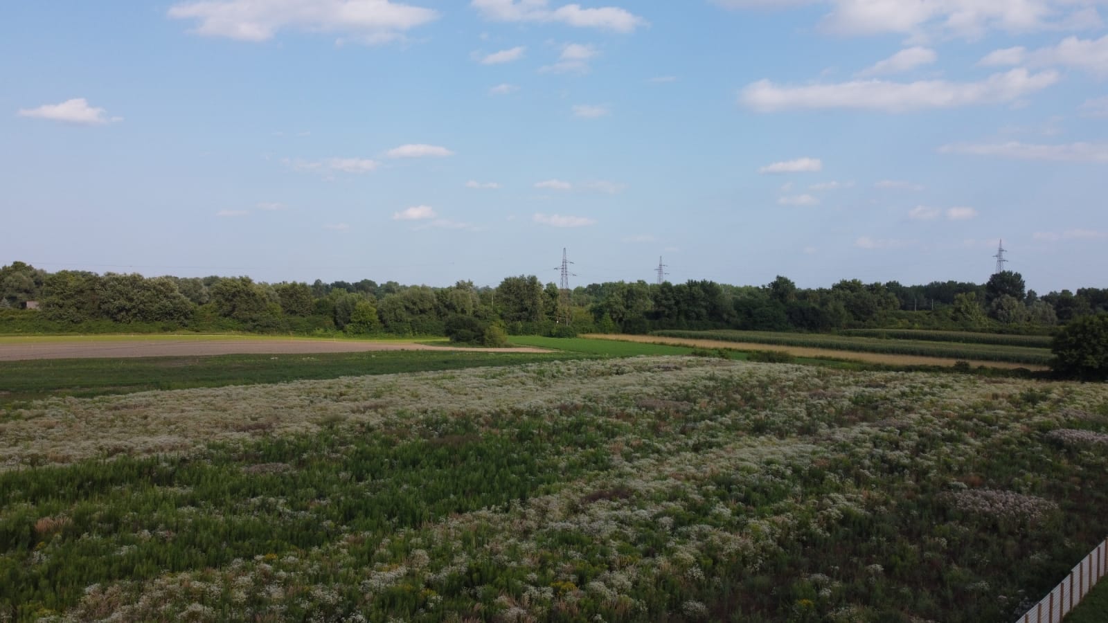 Wide view over a flowering meadow and fields, power pylons on the horizon